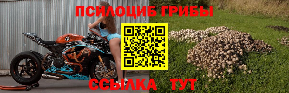 что такое   Вход с VPN  Пушкино  Псилоцибиновые грибы мицелий 